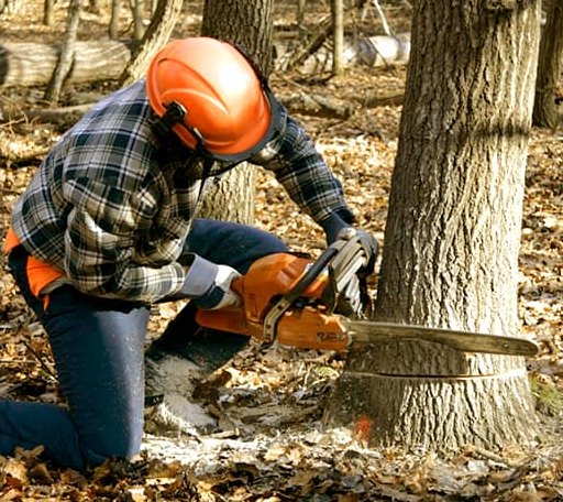 Tree Removal in Wendell, MA